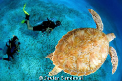 green turtle and diving guide by Javier Sandoval 